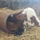Illustration for article titled Newborn baby cow!!!!!!!!